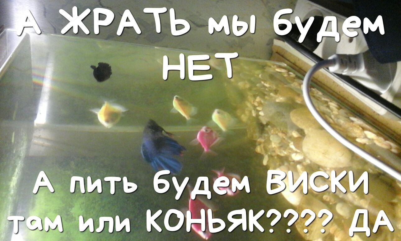 Г мы 57155 НЕТ 59 д _ м пить 5У ВЁССКУ ко ьякст15ід