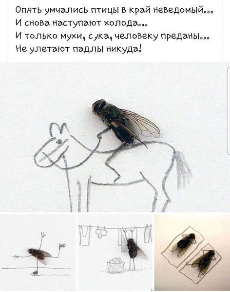 Опять умчэлись птицы в край Неведомый И снова Наступают холода И Твлько мухи ска человеку преданы Не улетъют пъдлы никуда