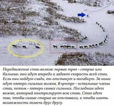 Передвиженив стаи вплкпв первые трое старые больные они идут впереди и задают скорость всей стаи Если о по дут сзади то отстинут и погибнут За идут пятеро сильных нажав в центре остальные члены сп патом пятеро самец пушных Ппшедиим идет ножик катпрый контрплиругт всю стаю Смм дип так чтобы сщпыг старые не отгтавшш и чтобы иметь возмажмпсть помп иа друг другу