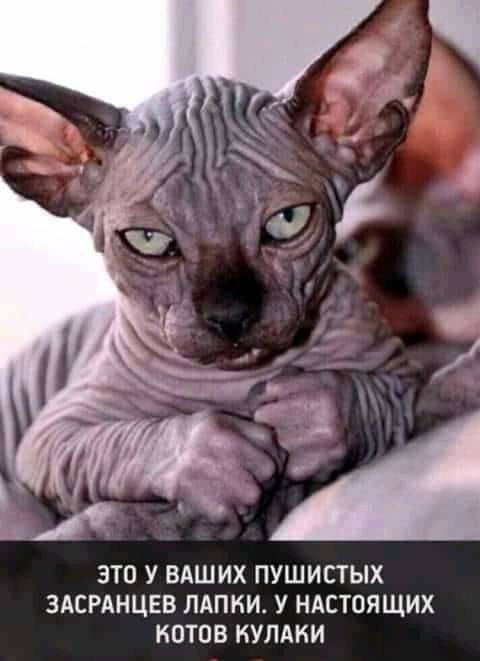 ЭТО У ВАШИХ ПУШИСТЫХ ЗАСРАНЦЕВ ЛАПНИ У НАСТОЯЩИХ КОТПВ КУЛАКИ