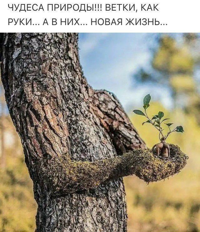 ЧУДЕСА ПРИРОДЫ ВЕТКИ КАК