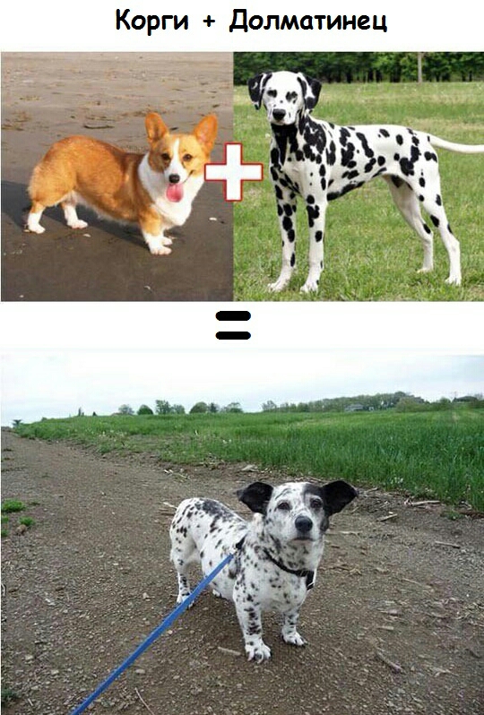 Корги Долматинец