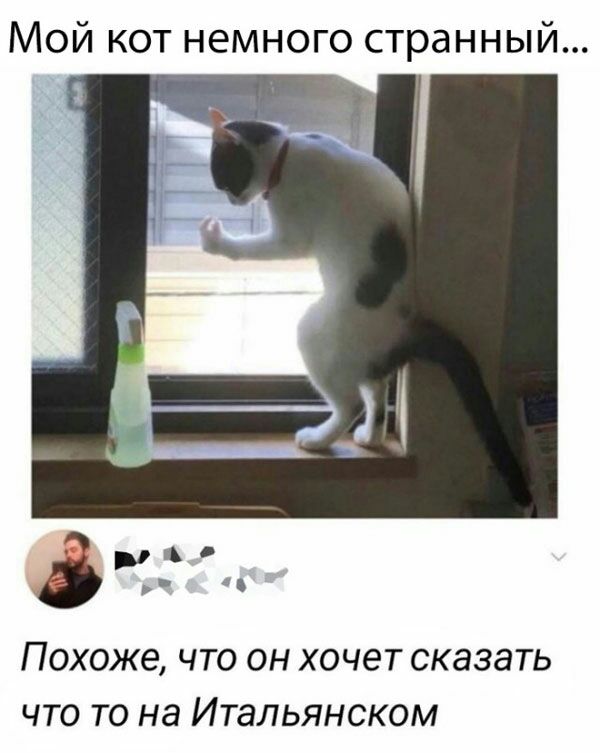 Мой кот немного странный ПОХОЖЭ ЧТО ОН ХОЧЕТ СКЭЗЭТЬ ЧТО ТО Нд ИТаЛЬЯНСКОМ
