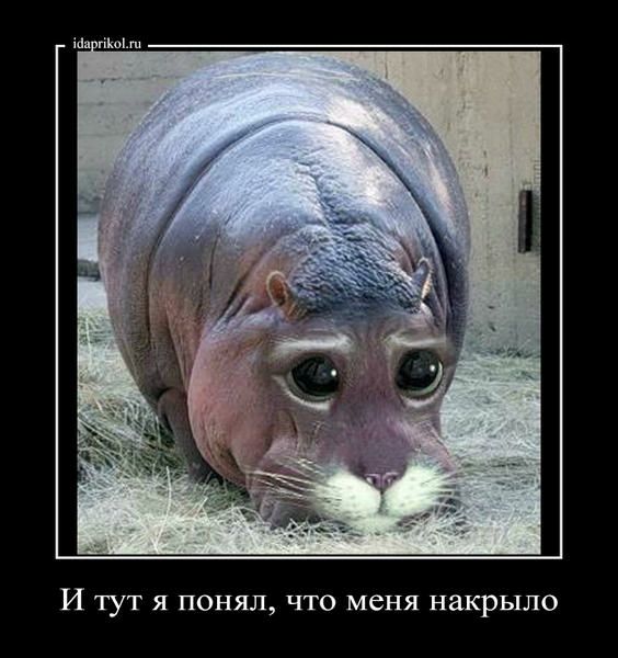 И тут я понял что меня накрыло