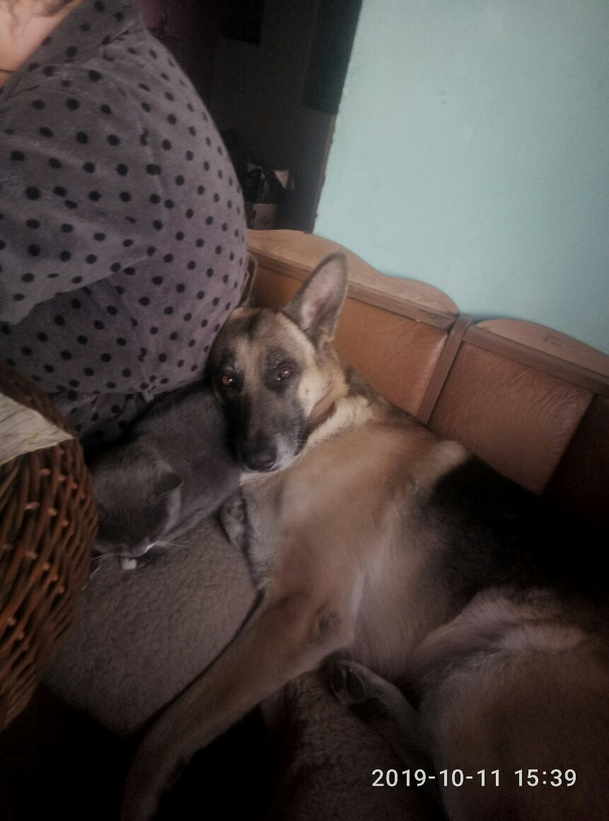 Я покормип кота