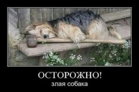 злая собака