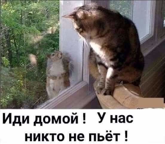Иди домой У нас никто не пьёт
