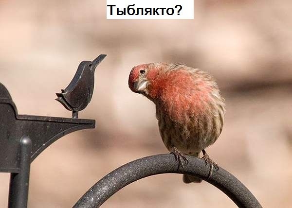 Тыбпякто