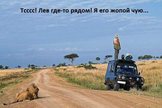 Тсссс Лев где то рядом я его жопой чую