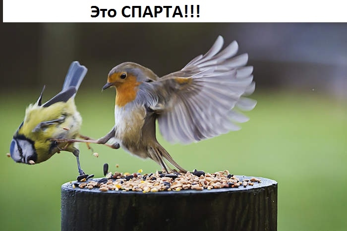 Это СПАРТА