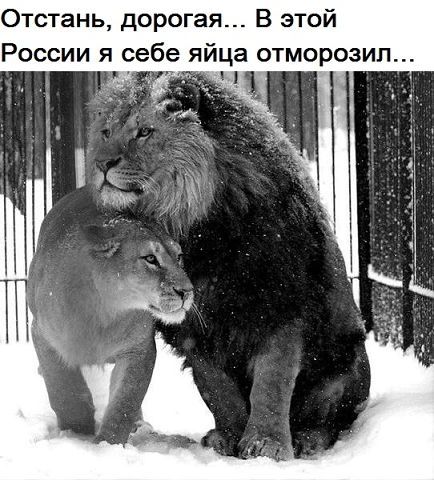 Отстань дорогая _В этой России я себе яйца отморозип