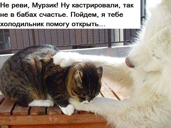 Не реви Мурзик Ну кастрировали так не в бабах счастье Пойдем я тебе холодильник помогу открыть