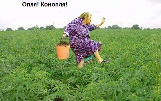 Оппя Конопля