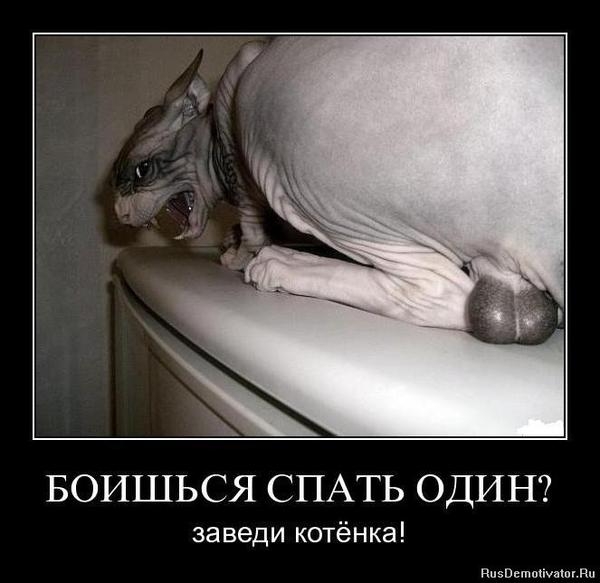 БОИШЬСЯ СПАТЬ ОДИН заведи котёнка ппзвьтопшпши
