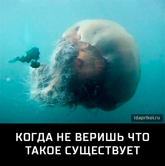 тащишь КОГДА НЕ ВЕРИШЬ ЧТО ТАКОЕ СУЩЕСТВУЕТ