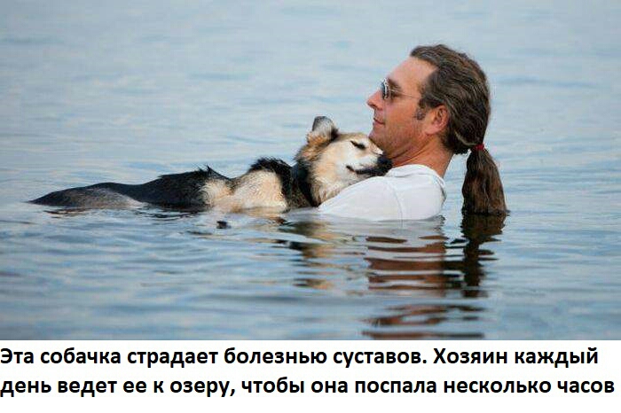 Эта собачка страдает болезнью суставов Хозяин каждый день ведет ее к озеру чтобы она поспала несколько часов