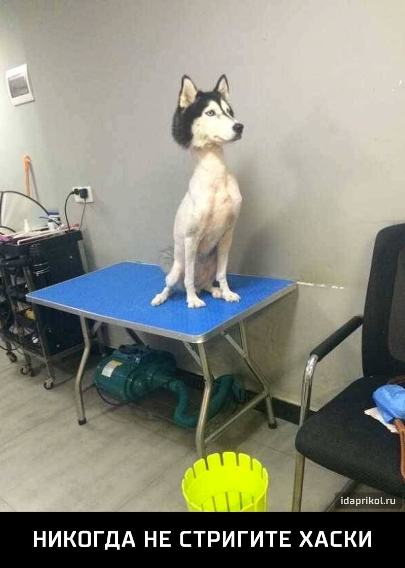 НИКОГДА НЕ СТРИГИТЕ ХАСКИ