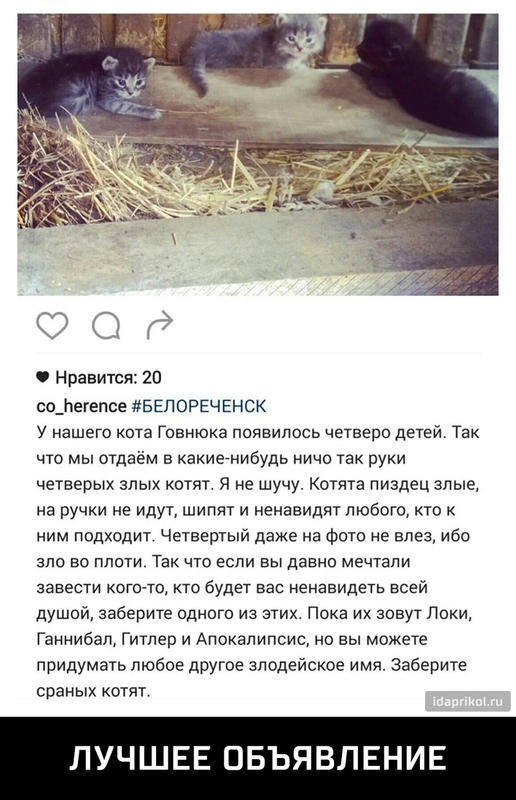 ФФКЭ Нравится 20 со_пегепсе БЕЛОРЕЧЕНСК У нашего кота Говнюка появилось четверо детей Так что мы отдаём в какиетнибудь ничо так руки четверых злых котят я не шучу Котята пиздец злые на ручки не идут шипит и ненавидят любого кто к ним подходит Четвертый даже на Фото не влез ибо зло во плоти Так что если вы давно мечтали завести когото кто будет вас ненавидеть всей душой заберите одного из этих Пока