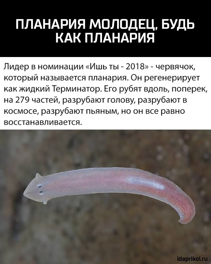 ПЛАНАРИЯ МОЛОДЕЦ БУДЬ КАК ПЛАНАРИЯ Лидер в номинации Ишь ты 2018 червячок который называется планария Он регенерирует как жидкий Терминатор Его рубят вдоль поперек на 279 частей разрубают голову разрубают в космосе разрубают ПЬЯНЫМ НО ОН ВСЕ равно ВОССТЭНЗВЛИВЭЕТСЯ