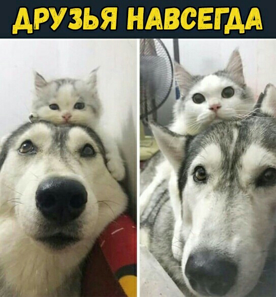 ДРУЗЬЯ НАВСЕГ АА