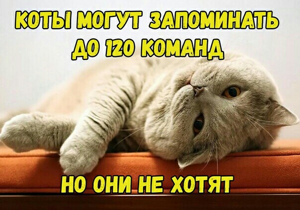 коты могут здпоминдть комднд йо они Е хотят