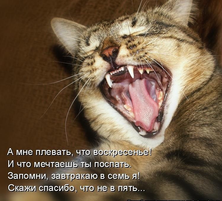 Скаумспасибд что нав пять __