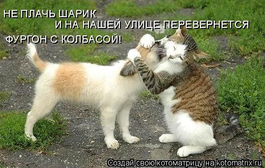 НЕ ПЛАЧЬ ШАРИК И НА НАШЕЙ улица ФУР ОН С КОЛБАСОЙ ЕВЕРНЕТС Я атрицу на ьріотідпх