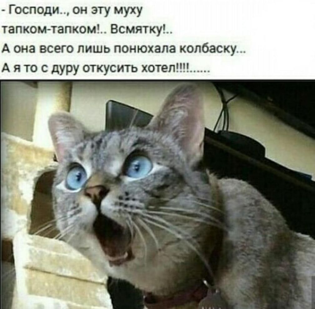 Господи он эту муху тапком тапком Всмятку А она всего лишь понюхала колбаску А я то с дуру откусить хотел