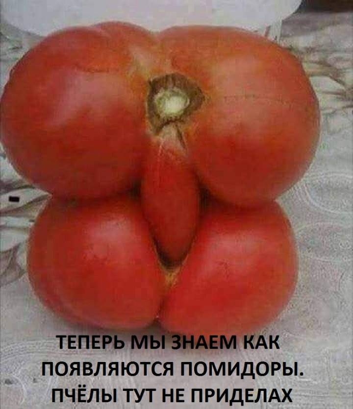ПОЯВЛЯЮТСЯ ПОМИДОРЫ ПЧЁЛЫ ТУТ НЕ ПРИДЕЛАХ