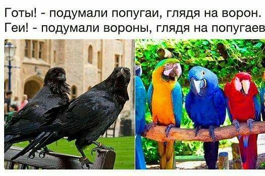 Готы подумали попугаи глядя на ворон ГеИ ПОДУМаЛИ ВОРОНЫ Г ЯДЯ на попугае