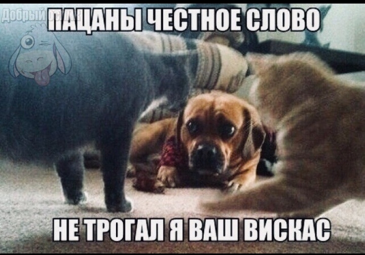 Р __ _ _ нппіідп витвисит