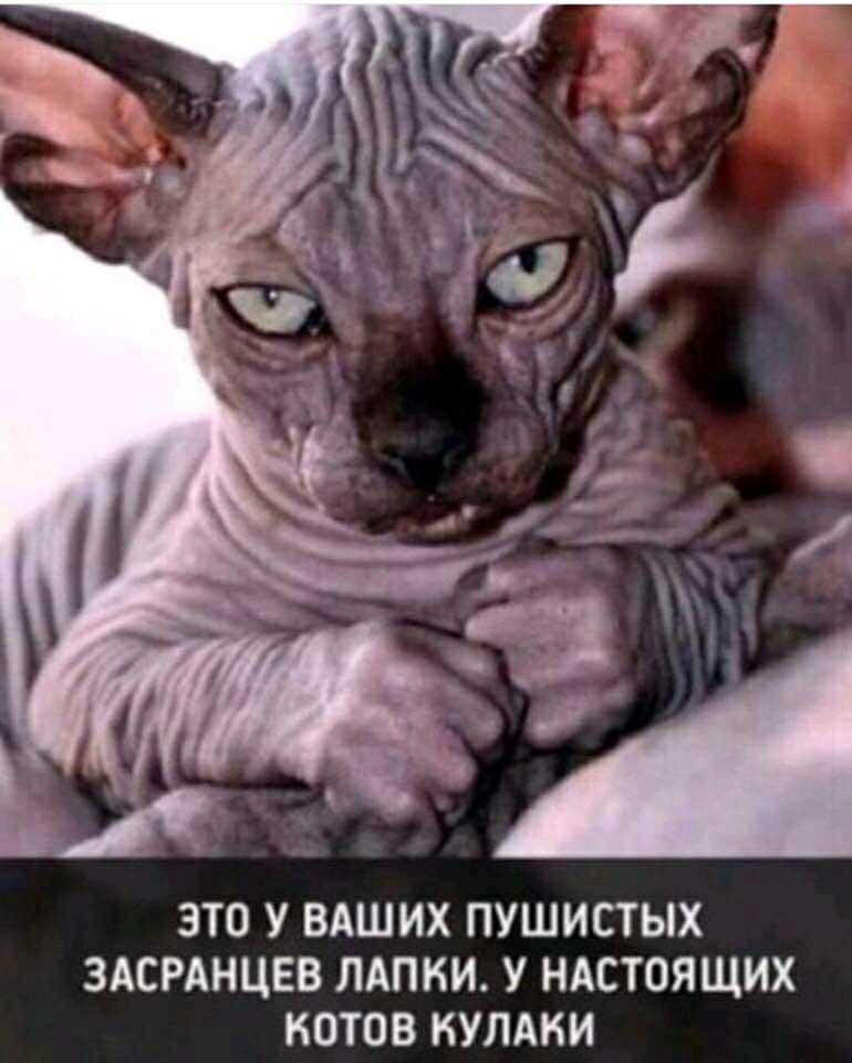 ЭТО У ВАШИХ ПУШИСТЫХ ЗАСРАНЦЕВ ЛАПКИ У НАСТОЯЩИХ КОТОВ КУЛАНИ