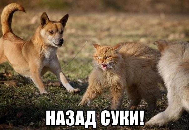 низпдечни