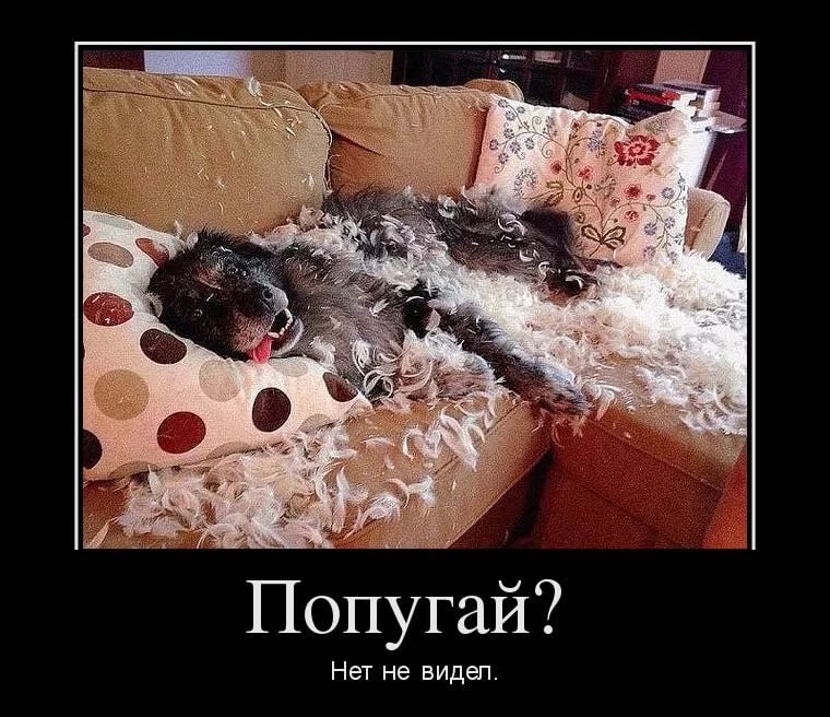Попугай Нет не видеп