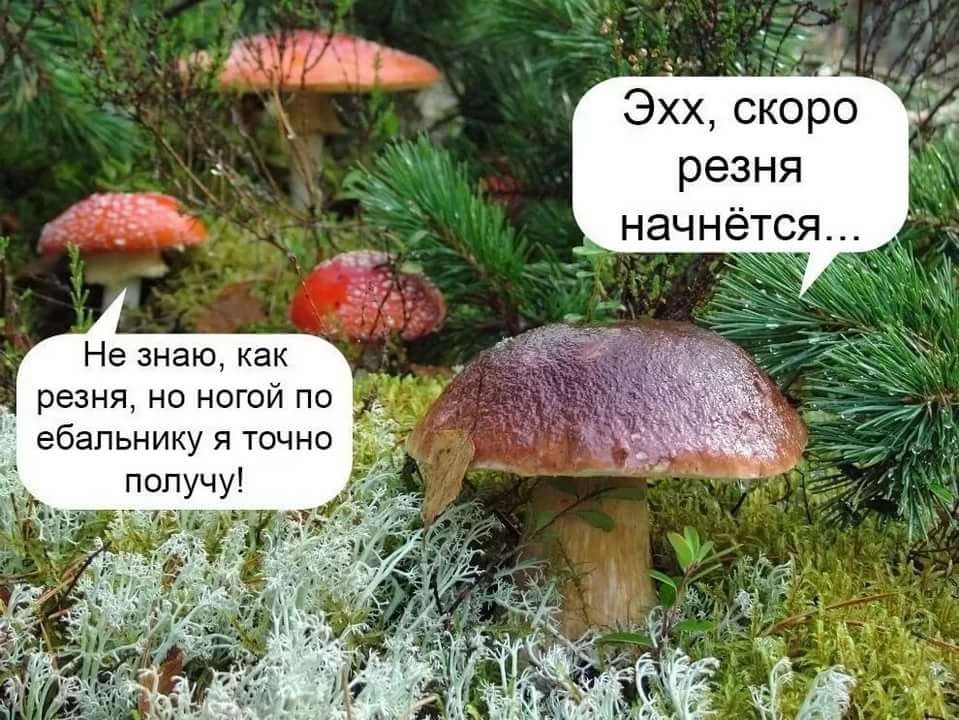 хх скоро резня начнётся Не знаю как резня но ногой по ебапьнику я точно получу _в ч