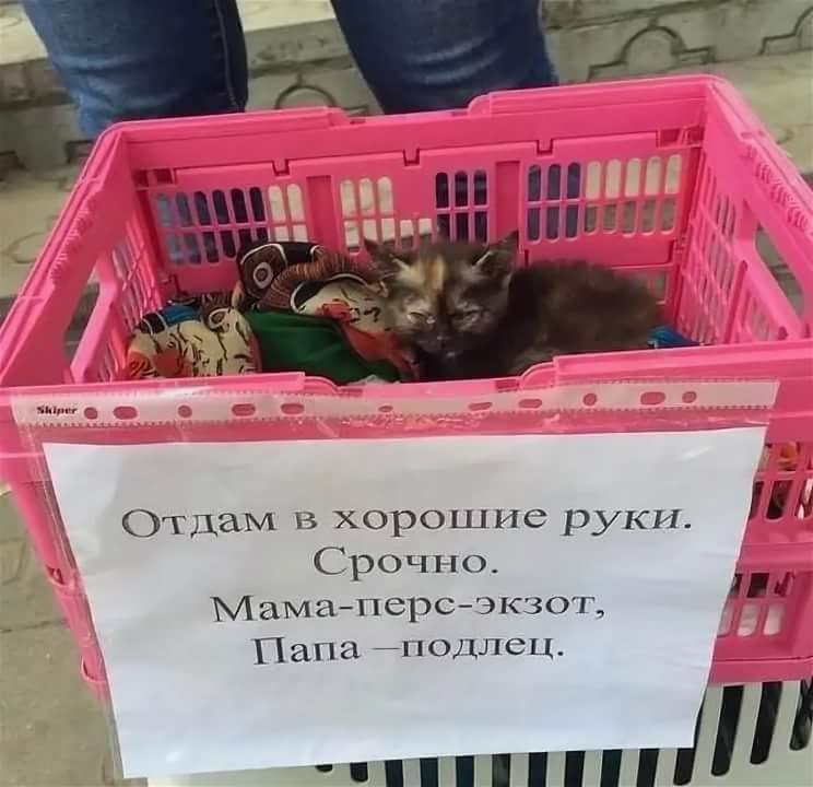 Отдам в хорошие руки Срочно Мама перс экзот Папа _одлец п1П и