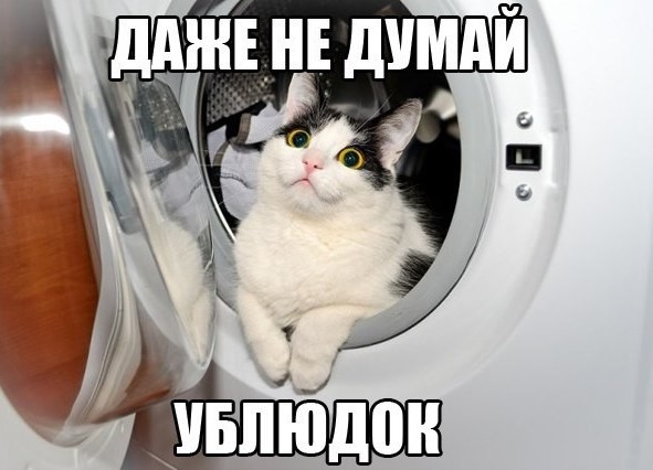 дщнцнвдпмпй