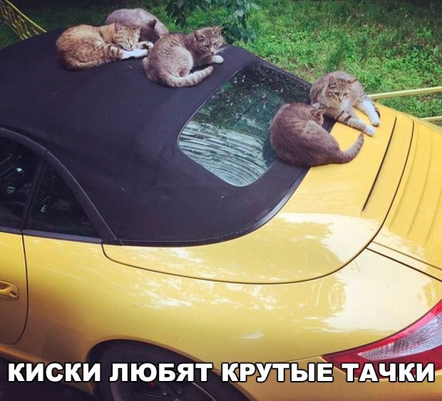 _ киски лювят к РУТЫЁЁЪ ки