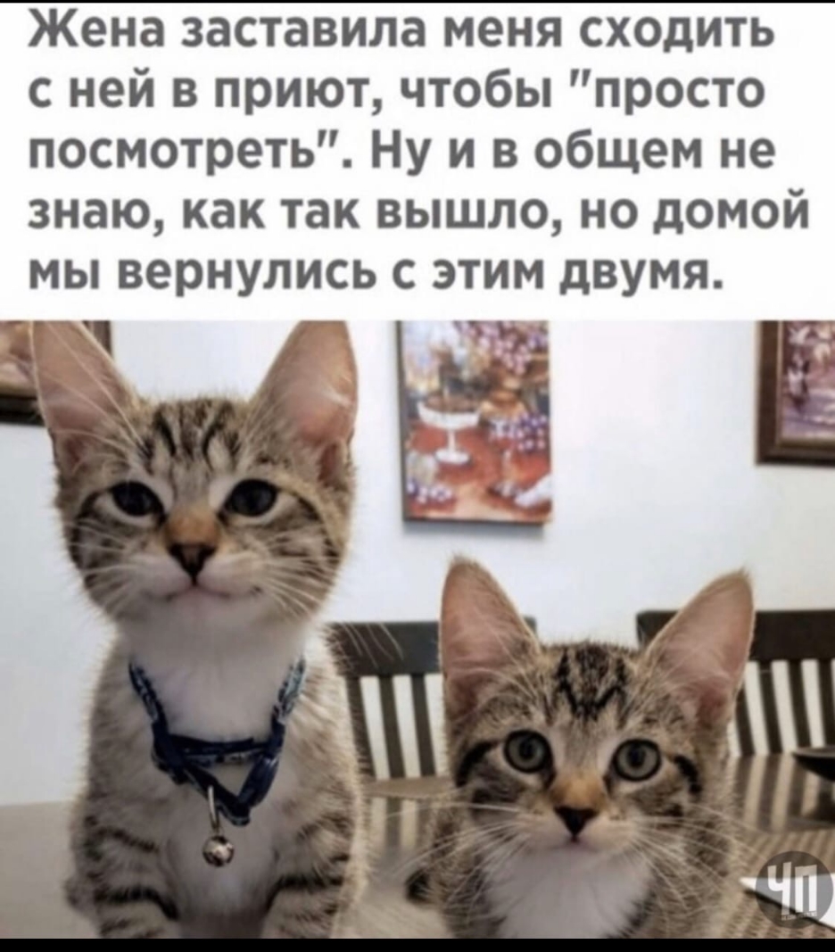 Жена заставила меня сходить с ней в приют чтобы просто посмотреть Ну и в общем не знаю как так вышло но домой мы вернулись с этим двумя