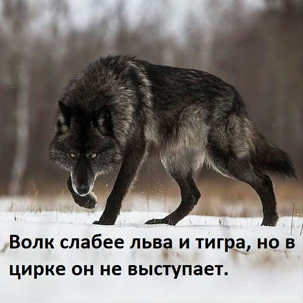 Г Волк слабее льва и тигра но в с цирке он не выступает