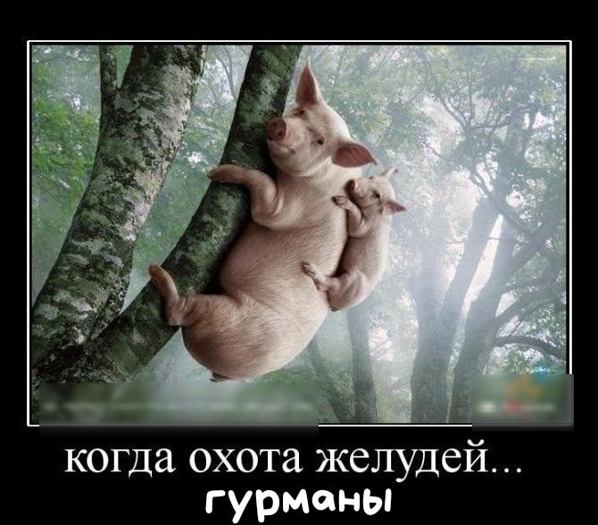 когда охота желудей гурманы