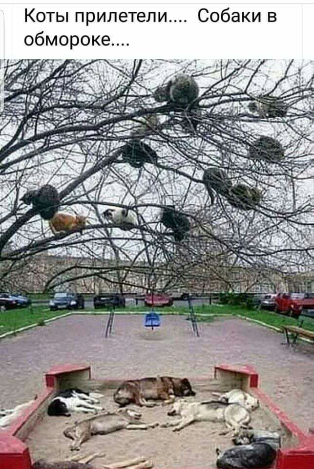 Коты прилетели Собаки в