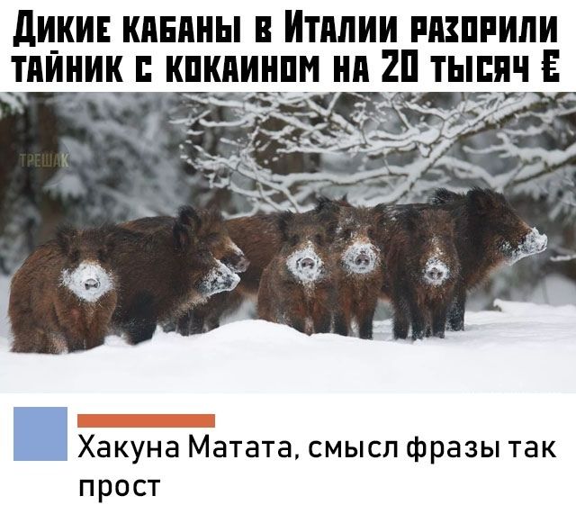 ди_ки клипы в Итплии пизппили тпи_ник _ кпкпинпм нп 2п тысяч _ Хакуна Матата смысл фразы так прост