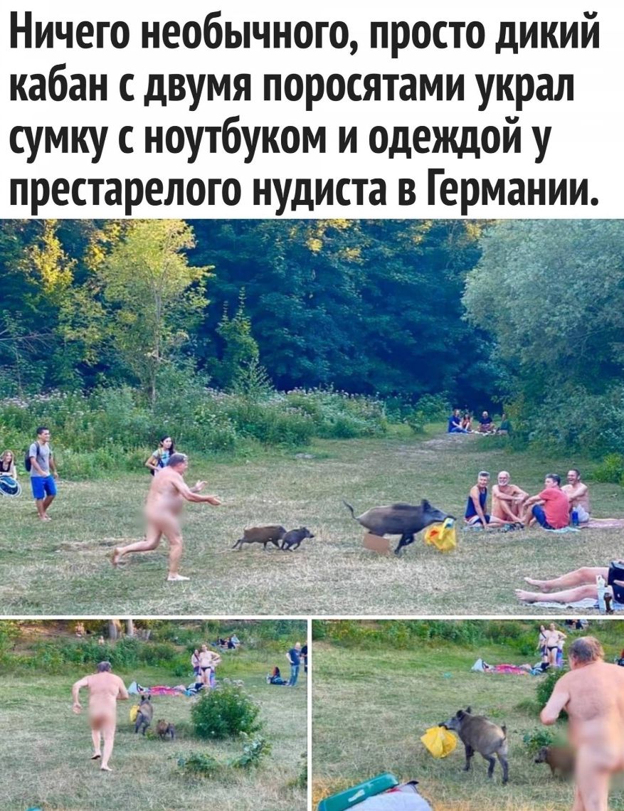 Ничего необычного просто дикий кабан с двумя поросятами украл сумку с ноутбуком и одеждой у престарелого нудиста в Германии