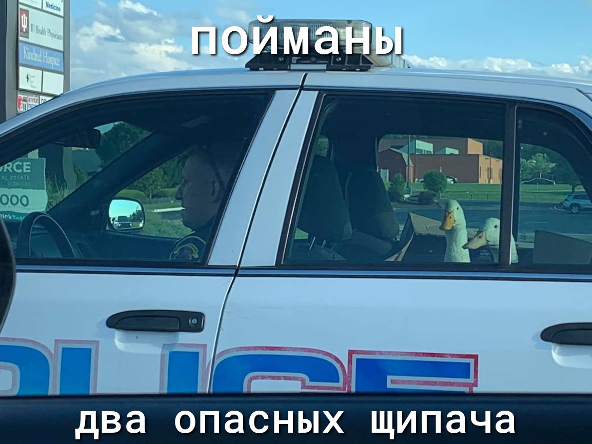 два ОПЭСНЫХ щипача