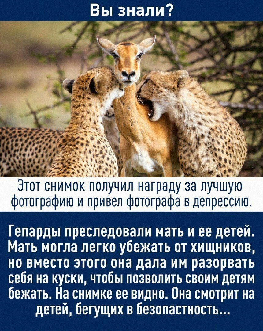 Вы знали Этот снимок лолучил награду за лучшую фотографию и привел фотографа в депрессию Гепарды преследовали мать и ее детей Мать могла легко убежать от хищников но вместо этого она дала им разорвать себя на куски чтобы позволить своим детям бежать На снимке ее видно Она смотрит на детей бегущих в безопастность