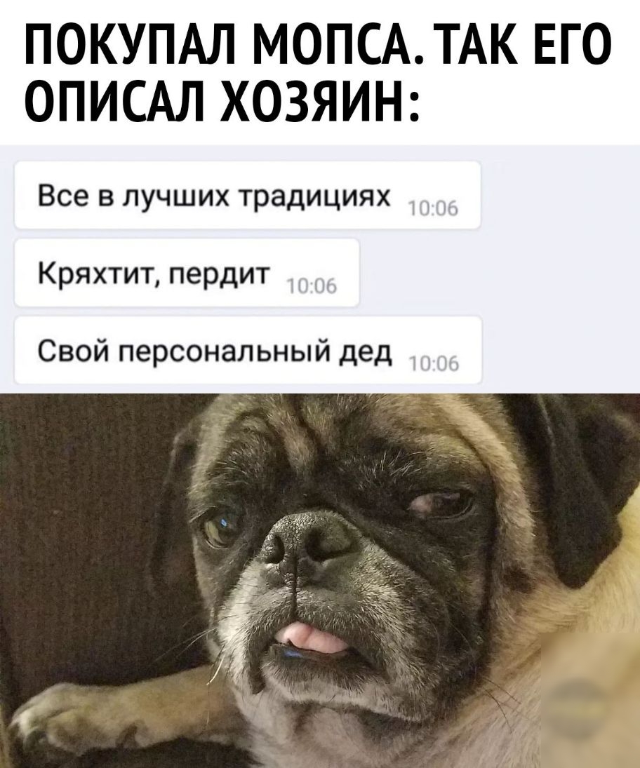 ПОКУПАЛ МОПСА ТАК ЕГО ОПИСАЛ ХОЗЯИН Все в лучших традициях Кряхтит пердит Свой персональный дед