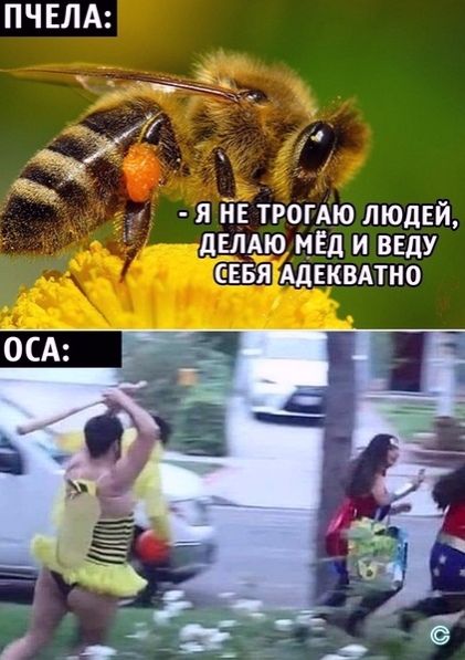 ПЧЕЛА