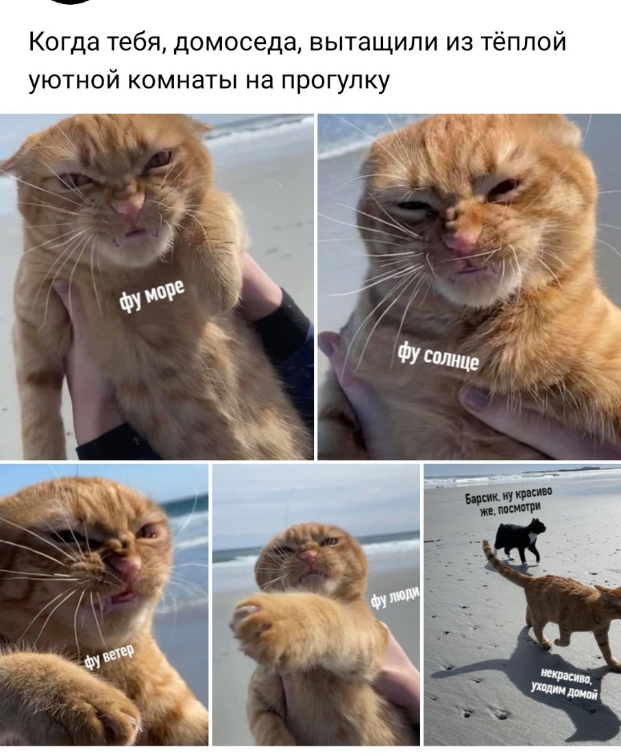 Когда тебя домоседа вытащили из тёплой уютной комнаты на прогулку