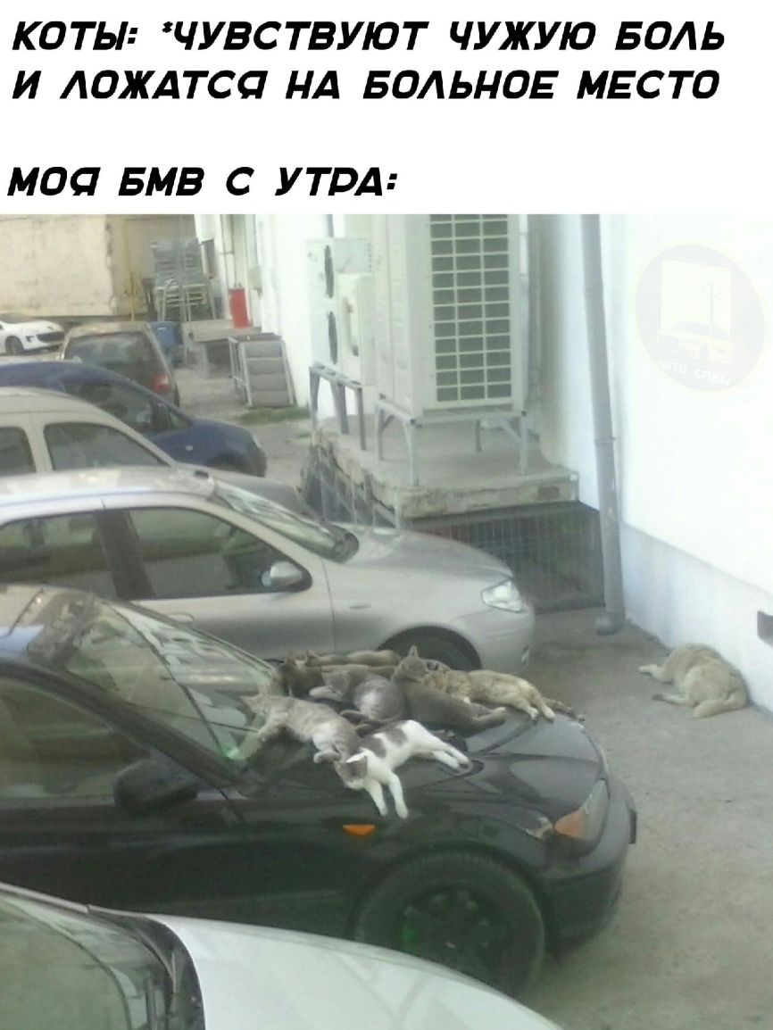 КОТЫ ЧУВСТВУЮТ ЧУЖУЮ БОЛЬ И АОЖАТСП НА ВОДЫ ОЕ МЕСТО МОП БМВ С УТРА